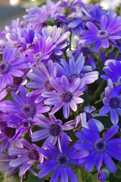 PERICALLIS Baby Blue